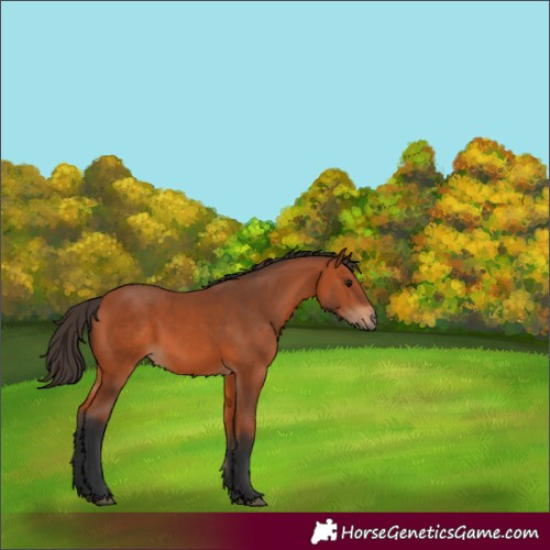 Horse Color:White Spotted Bay 