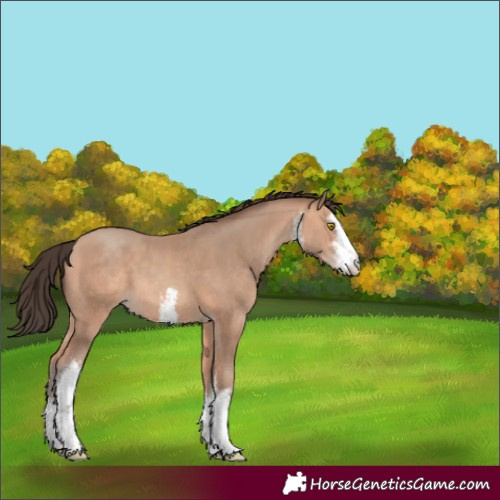 Horse Color:White Spotted Amber Champagne 