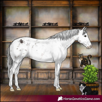 Horse Color:White Spotted Brown Sabino Appaloosa 