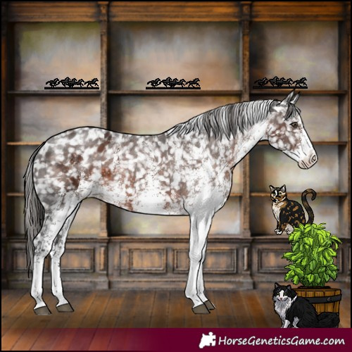 Horse Color:White Spotted Liver Chestnut Appaloosa 