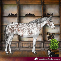 Horse Color:White Spotted Liver Chestnut Appaloosa 