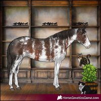 Horse Color:White Spotted Liver Chestnut Appaloosa 