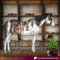 Horse Color:White Spotted Brown 