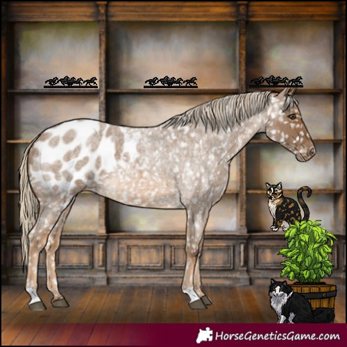 Horse Color:Chocolate Palomino Roan Appaloosa 