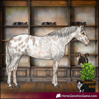 Horse Color:Chocolate Palomino Roan Appaloosa 