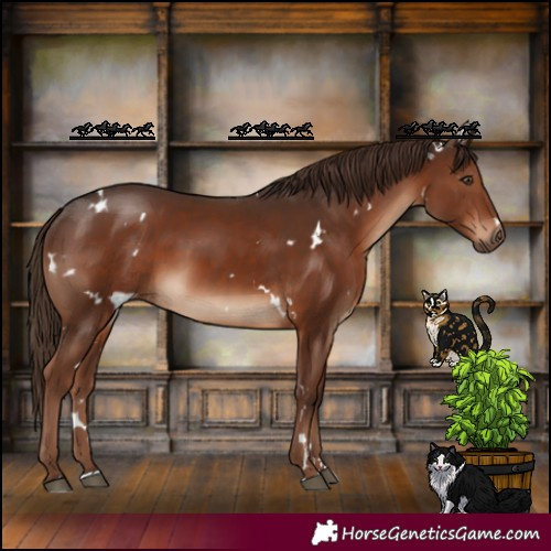 Horse Color:White Spotted Liver Chestnut Rabicano 