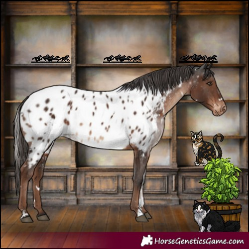 Horse Color:White Spotted Liver Chestnut Appaloosa Rabicano 