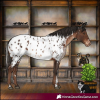 Horse Color:White Spotted Liver Chestnut Appaloosa Rabicano 