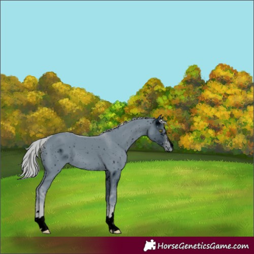 Horse Color:ERROR: UNKNOWN ANOMALY