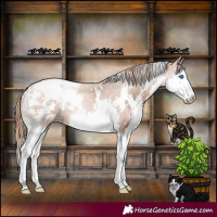 Horse Color:White Spotted Chestnut Splash Appaloosa 