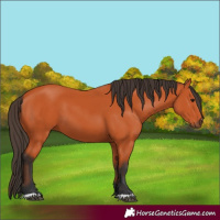 Horse Color:Unknown 