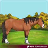 Horse Color:Bay 