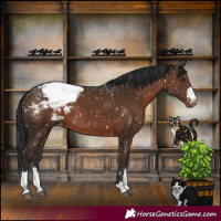 Horse Color:Liver Chestnut Appaloosa Rabicano