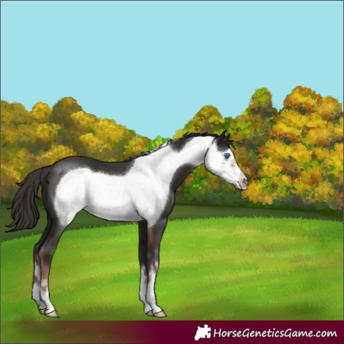 Horse Color:Liver Chestnut Frame 