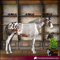 Horse Color:Liver Chestnut Sabino Appaloosa 