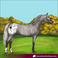 Horse Color:Gray Silver Blue Roan Appaloosa  and Gray Silver Blue Roan Appaloosa 