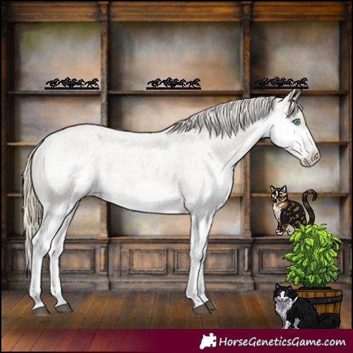 Horse Color:Chocolate Palomino Roan Splash Appaloosa 