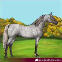 Horse Color:Gray Silver Blue Roan Varnish  and Gray Silver Blue Roan 