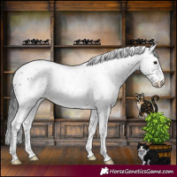 Horse Color:Black Sabino Rabicano