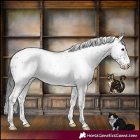 Horse Color:Black Sabino Rabicano 