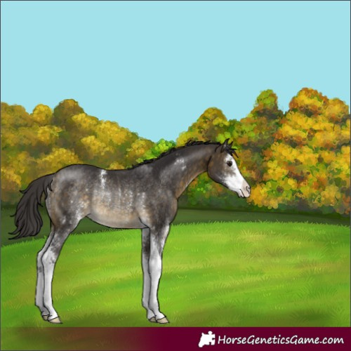 Horse Color:Buckskin Sabino Rabicano 