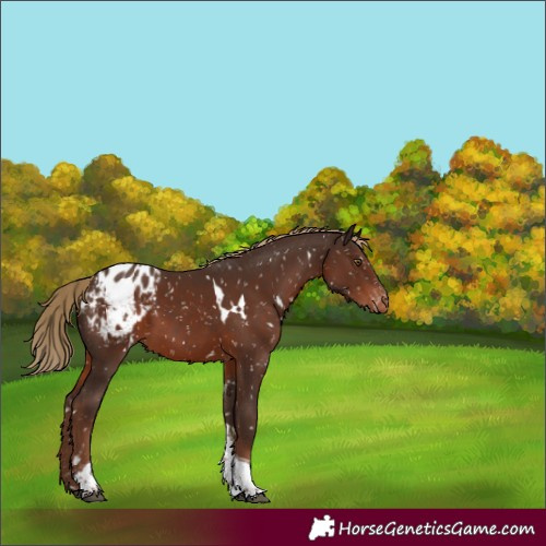 Horse Color:White Spotted Liver Chestnut Tobiano Blanket Rabicano 