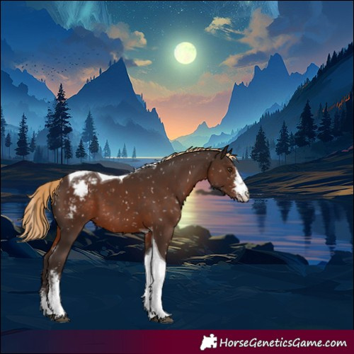 Horse Color:Liver Chestnut Sabino Tobiano Appaloosa 