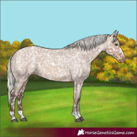 Horse Color:Silver Brown Roan Dun Appaloosa 