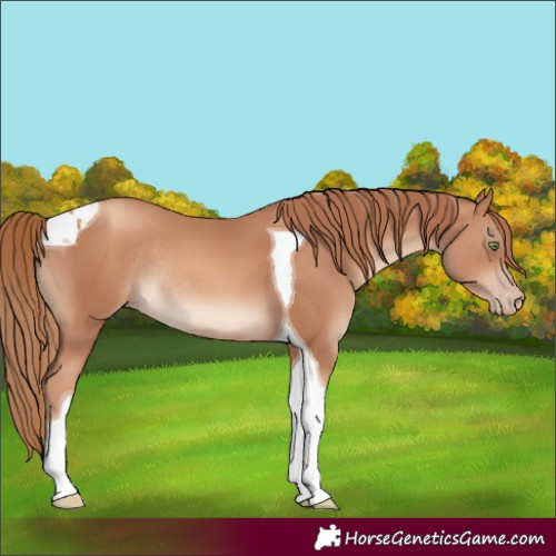 Horse Color:Gold Champagne Tobiano Rabicano
