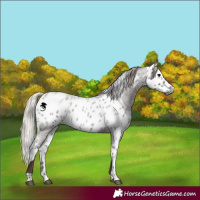 Horse Color:Gray Silver Blue Roan Appaloosa  and Gray Silver Blue Roan Appaloosa 