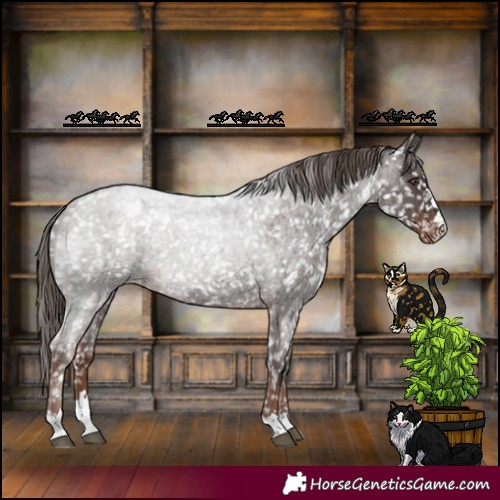 Horse Color:Liver Red Roan Appaloosa