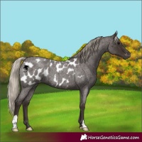 Horse Color:Gray Silver Blue Roan Appaloosa 