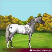 Horse Color:Gray White Spotted Silver Blue Roan Appaloosa 