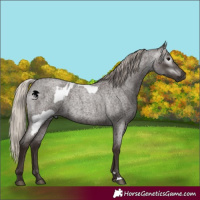 Horse Color:Gray Silver Blue Roan Appaloosa  and Gray Silver Blue Roan 