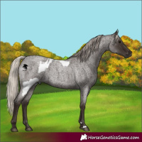 Horse Color:Gray Silver Blue Roan Appaloosa  and Gray Silver Blue Roan 