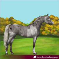 Horse Color:Gray Silver Blue Roan  and Gray Silver Blue Roan 