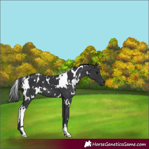 Horse Color:White Spotted Black 