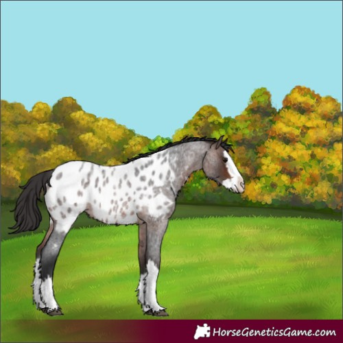 Horse Color:Brown Roan Splash Appaloosa 