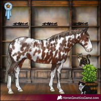 Horse Color:Powder White Liver Chestnut Sabino Appaloosa 