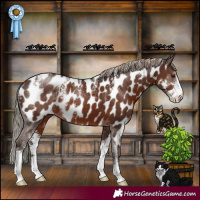 Horse Color:Powder White Liver Chestnut Sabino Appaloosa