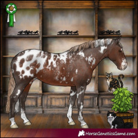 Horse Color:Powder White White Spotted Liver Chestnut Appaloosa 