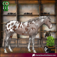 Horse Color:Powder White White Spotted Liver Chestnut Appaloosa 