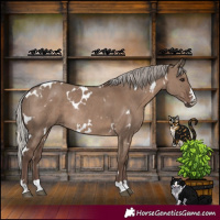 Horse Color:White Spotted Silver Grullo Rabicano
