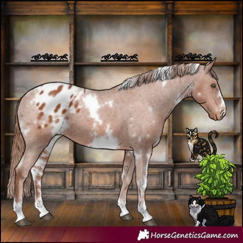 Horse Color:White Spotted Chestnut Appaloosa 