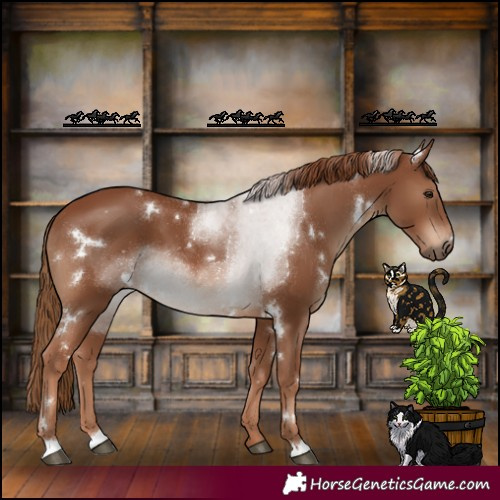 Horse Color:White Spotted Chestnut Rabicano 