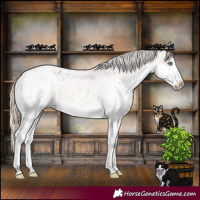 Horse Color:White Spotted Red Roan Splash Appaloosa Rabicano 