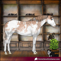 Horse Color:White Spotted Red Roan Splash Appaloosa Rabicano 