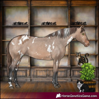 Horse Color:White Spotted Bay Dun Appaloosa 