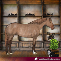 Horse Color:Liver Red Dun Appaloosa Rabicano