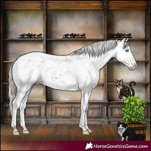 Horse Color:Liver Chestnut Splash Appaloosa 